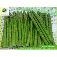 Frozen Asparagus